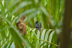 Eupherusa nigriventris