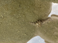 Stylocheilus rickettsi