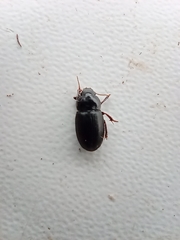Carabidae