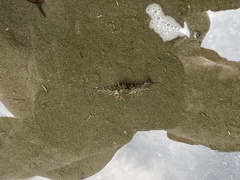 Stylocheilus rickettsi