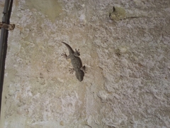 Tarentola mauritanica