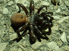 Antrodiaetus unicolor