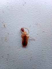 Paradromius