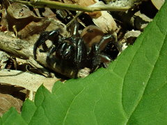 Antrodiaetus unicolor