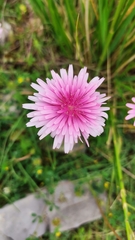 Crepis rubra