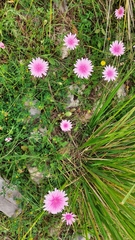 Crepis rubra