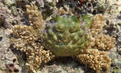 Mithraculus sculptus