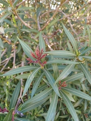 Nerium oleander