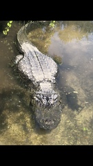 Alligator mississippiensis