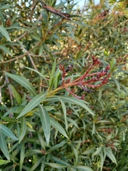 Nerium oleander
