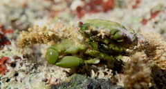 Mithraculus sculptus