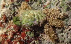 Mithraculus sculptus