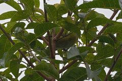 Chlorospingus flavopectus