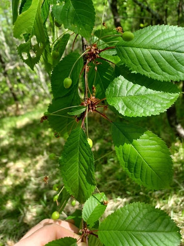 čerešňa vtáčia (Prunus avium)