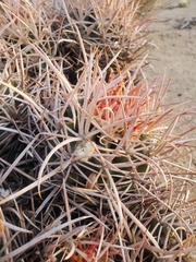Homalocephala polycephala