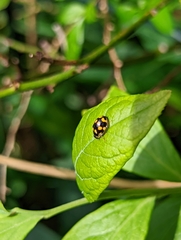 Propylea quatuordecimpunctata