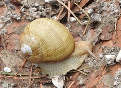 Helix thessalica