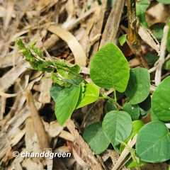 Pleurolobus gangeticus