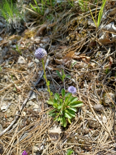 guľôčka bodkovaná (Globularia bisnagarica)