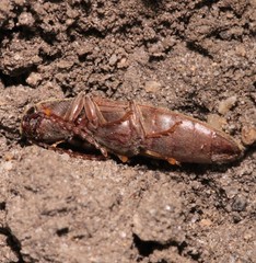 Synaptus filiformis