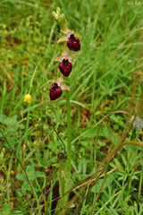 Ophrys helenae