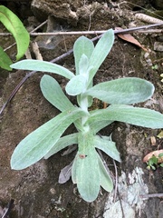 Pseudognaphalium adnatum