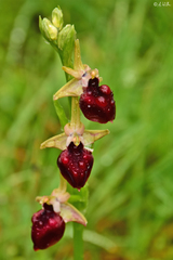 Ophrys helenae
