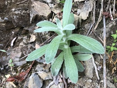 Pseudognaphalium adnatum