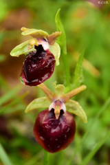 Ophrys helenae