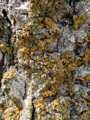 Xanthoria parietina