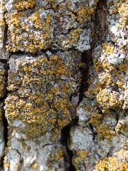 Xanthoria parietina