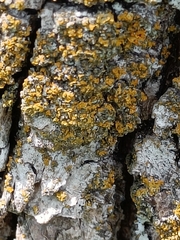 Xanthoria parietina