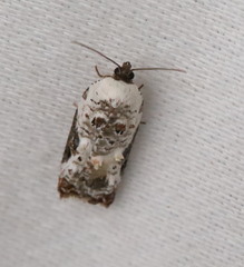 Acleris nivisellana