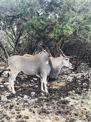 Tragelaphus