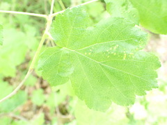 Eriophyes torminalis