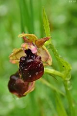 Ophrys helenae