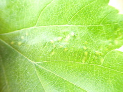 Eriophyes torminalis