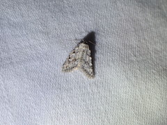 Meganola strigula