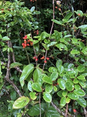 Viburnum taitoense