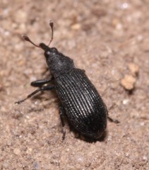 Magdalis ruficornis
