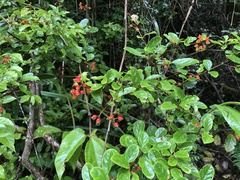Viburnum taitoense