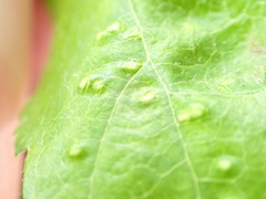 Eriophyes torminalis