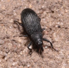 Magdalis ruficornis
