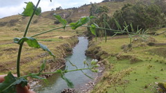 Exhalimolobos hispidulus