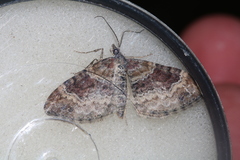 Xanthorhoe spadicearia