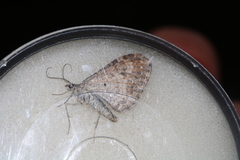 Xanthorhoe spadicearia