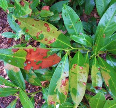 Wilsonomyces carpophilus