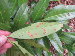 Wilsonomyces carpophilus