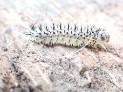 Periclista lineolata