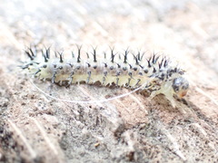 Periclista lineolata
